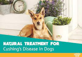 Natural Treatment For Cushing S Disease In Dogs Woof Dog