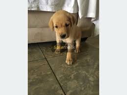 Check spelling or type a new query. Pets Labrador Retriever Puppy For Sale In Kadawatha Saleme Lk