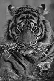 427 reais con 50 centavos r$ 427. Tiger Wallpaper For Mobile Phone Tablet Desktop Computer And Other Devices Hd And 4k Wallpapers Em 2021 Fotografia De Tigre Rosto De Tigre Tatuagem De Tigre Branco