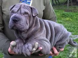 The chinese shar pei likely shares a common ancestor with the. Are Staffy Shar Pei Cross Dogs Good Pets Quora
