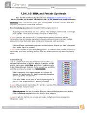 Access free student exploration rna and protein synthesis keyproteins through rna transcription and translation. Rna Protein Synthesis Gizmo Docx Name Date Student Exploration Rna And Protein Synthesis Vocabulary Amino Acid Anticodon Codon Messenger Rna Course Hero