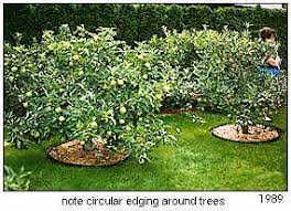 Midfex Presents Panoramic View Of Gene S Backyard Garden Features Outdoor Gardens Fruit Garden