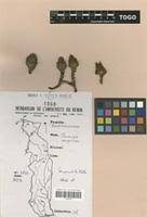 Image result for Thonningia