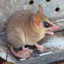Monito del monte @ colocolo @ colocolo opossum. Elle M They Them Ar Twitter 9 Monito Del Monte Colocolo Opossum Https T Co Jyybvsex5c It Is The Only Existing Member Of It S Order It S Threatened By Habitat Destruction It Eats Insects It S Monogamous I Learned