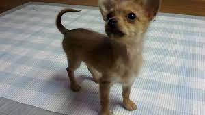 My Cute Chorkie Puppy Cute Dogs And Puppies Puppies Cute Dogs