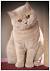 Blue British Shorthair Colors