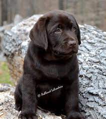 Don't miss what's happening in your neighborhood. Ashland Labrador Retrievers Tennessee Usa