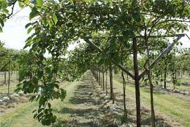 Issai Hardy Kiwi Hardy Kiwi Vines Trellised In Nl Pflanzen Garten Kiwi