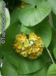 Image result for Telosma