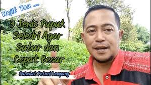 cara panen seledri dengan mudah