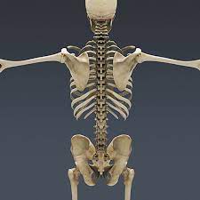 The biodigital human is a virtual 3d body that visualizes human anatomy, disease and treatments in an interactive 3d web platform. Human Skeleton Nose Anatomy 3d Model Human Skeleton Human Skeleton 3d Human Male