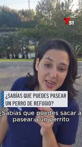 ¿Te gustaría pasear un perrito aunque no puedas adoptarlo? 🐶💛 En el  refugio de Miami-Dade puedes hacerlo gratis y sin ningún compromiso. Aquí  te decimos cómo., @cleartheshelters #desocuparlosalbergues ...