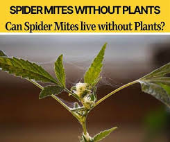 Or they may be blown in by the wind. Can Spider Mites Live Without Plants Can They Survive