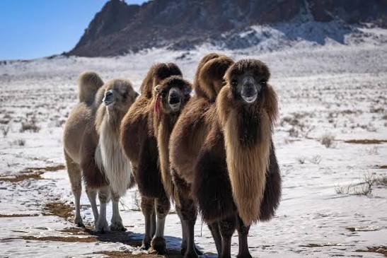 We had the chance to photograph this herd of bactrian camels. Including  this absolutely beautiful blond one. They are so big, and even though these  were someone's camels, they move freely over