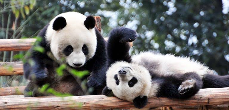 Chengdu Panda Base