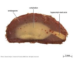 Image result for Hymenocardia ulmoides