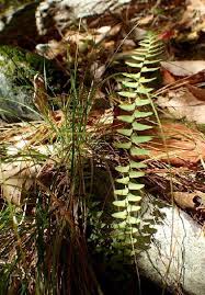 Image result for Xyris capnoides