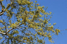 Image result for Combretum adenogonium