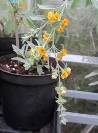 Check spelling or type a new query. The Buddleja Garden Podaras Flutterby Hinebud