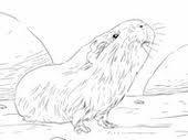 Kostenloser download und ausdruck ausmalbilder meerschweinchen kaninchen. 26 Meerschweinchen Ideen Meerschweinchen Niedliche Meerschweinchen Schwein Handwerk