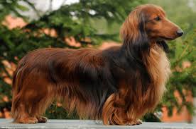 Image result for jezevčík drsnosrstý