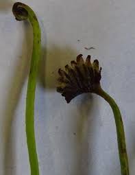 Image result for Schizaea pectinata