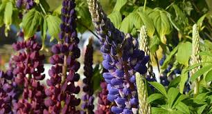 However, some afternoon shade is ideal in hot climates. How To Grow Lupins Hayes Garden World
