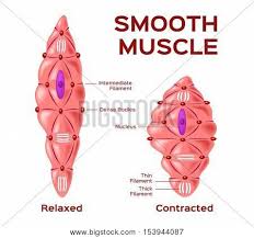 Smooth muscles are unique in their largely involuntary response, and in their structure. Smooth Muscle Cell Vector Photo Free Trial Bigstock