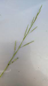 Image result for Glyceria fluitans