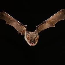 Check your attic for droppings. Bat Got Into Your House Here S What To Do The New York Times