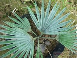 A relative new discovery made in around 2003, the seed was originally sold as trachycarpus princeps as it was collected from the same region in china. An Ignored Fact About Trachycarpus Princeps