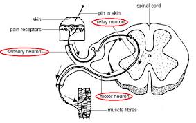 Simple Reflex Arc Biology Notes For Igcse 2014