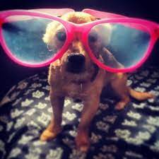 We did not find results for: Dogs In Sunglasses Always Funny Learn Befunky