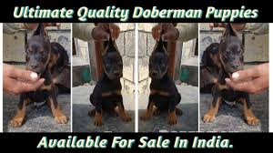 It's agile, graceful, and moderately built, with a deep chest and a slim body. Ultimate Quality Doberman Puppies Available For Sale Dogs Junction