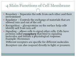 Passive And Active Transport Cell Membrane 4 Main Functions Of Cell Membrane Boundary Separates The Cells From Each Other And Their Environment Regulator Ppt Download