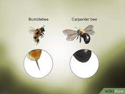 But if you look clearly, the dorsal or the upper abdomen of the carpenter bee is hairless and shiny. 3 Ways To Identify Carpenter Bees Wikihow