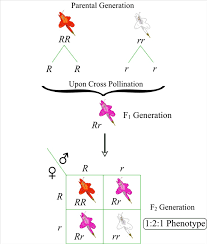 Solved Two Pink Flowering Plants Are Crossed The Offspring Fl Chegg Com