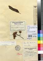 Image result for Crassocephalum ducis-aprutii