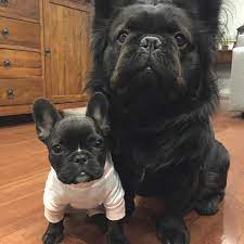 Click here to watch fluffy in action! One Day I Hope To Grow Big And Strong Too French Bulldog Puppy Beautiful Pets Puppies French Bulldog Bulldog Puppies French Bulldog Facts