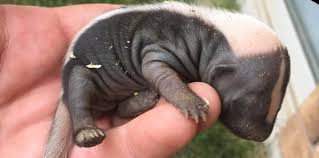 Should I Feed A Baby Skunk I Found