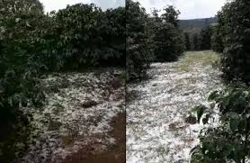 Quando a massa fria é muito intensa, ela gera chuvas fortes e. Chuva De Granizo Castiga Lavouras De Cafe E Milho No Sul De Minas E Parte De Sp Muzambinho Com
