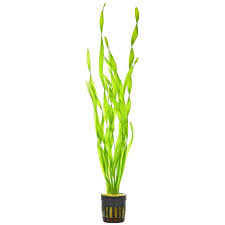 Image result for Vallisneria spiralis