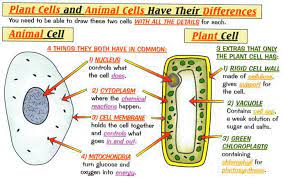 Plant And Animal Cells Science Cells Plant And Animal Cells Animal Cell