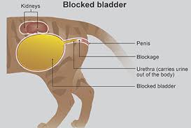 It can also be very expensive. Blocked Bladder In Cats Pdsa