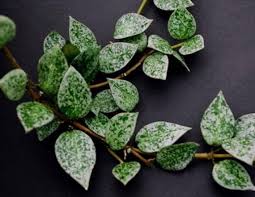 They are best grown on a trellis or post. Pin On Succs Cacti Houseplants Garden