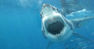 The Most Horrifying Shark Attacks Ever Recorded Scary Animals White Sharks Great White Shark