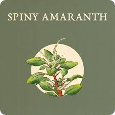 Image result for Amaranthus spinosus