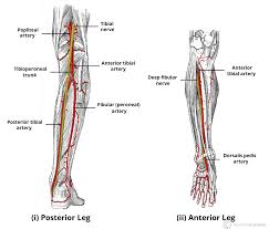 Arteries Of The Lower Limb Thigh Leg Foot Teachmeanatomy