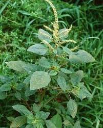 Image result for Amaranthus blitum