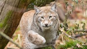 Roger the cat tests toys! 13 Furry Facts About Bobcats Mental Floss